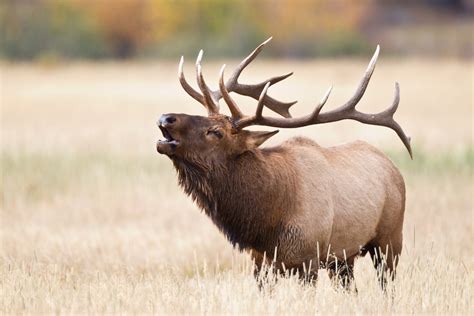 Elk bugling - Aug 30, 2019 ... Experience elk bugling at Colorado mountain resort, Devil's Thumb Ranch, every mid-September to mid-October during mating or rutting season.